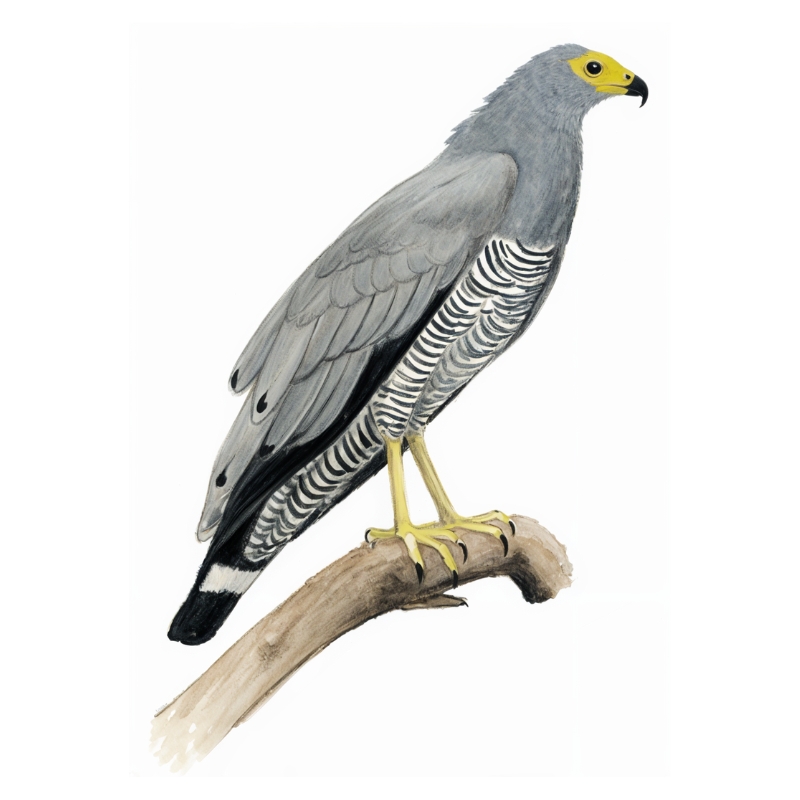 Newman's-African Harrier Hawk (Gymnogene)