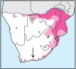 Newman's-African Cuckoo Hawk-Distribution