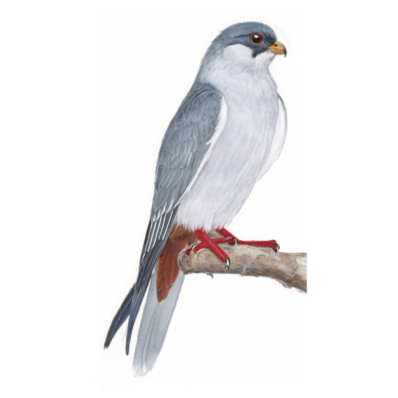 Newman's-Amur Falcon