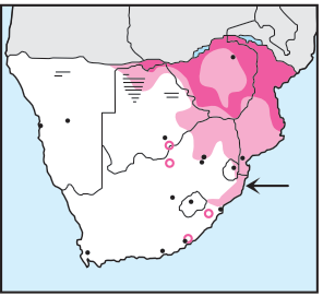 Newman's-Ayres's Hawk-Eagle-Distribution