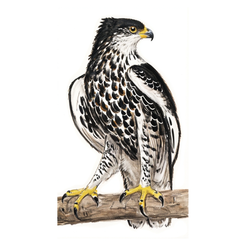 Newman's-Ayres's Hawk-Eagle