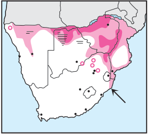 Newman's-Bat Hawk-Distribution