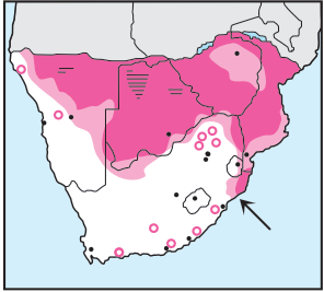 Newman's-Bateleur-Distribution