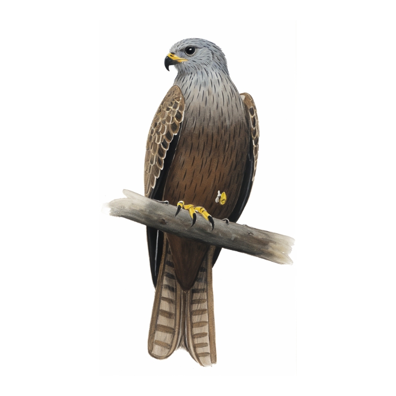 Newman's-Black Kite