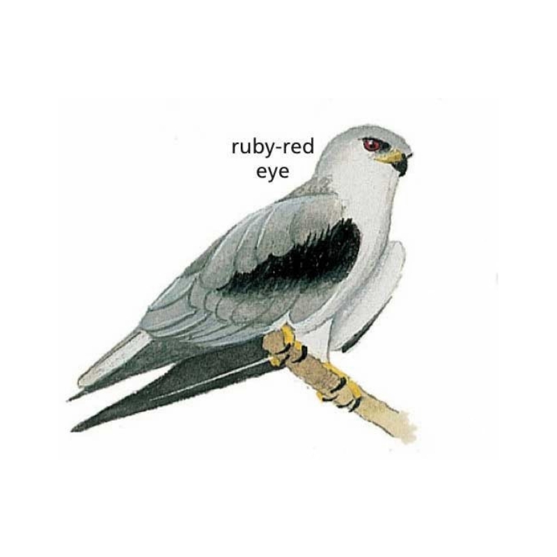 Newman's-Black-winged (Black-shouldered) Kite