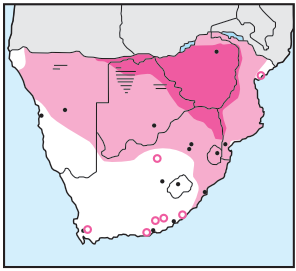 Newman's-Black Kite-Distribution