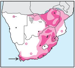 Newman's-Black Sparrowhawk-Distribution