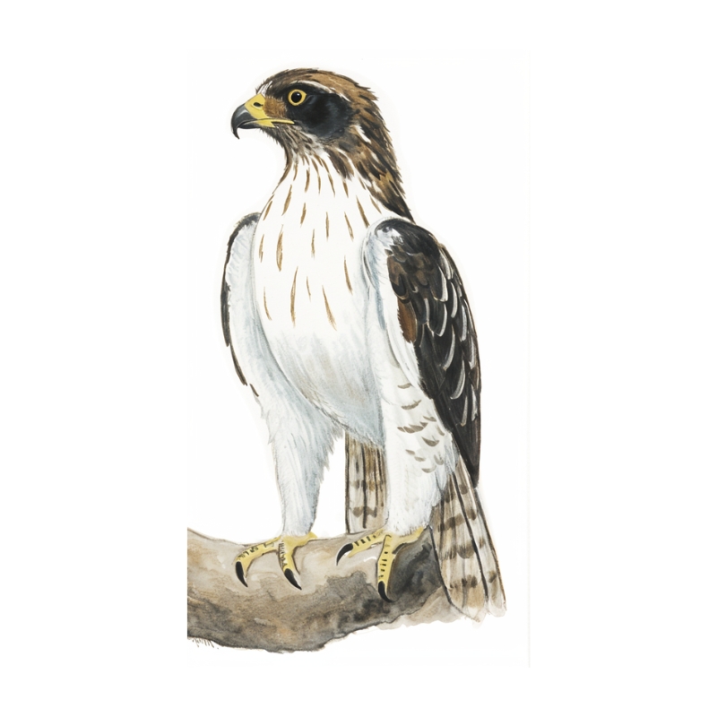 Newman's-Booted Eagle