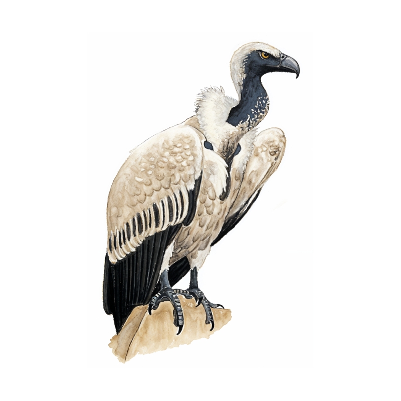 Newman's-Cape Vulture