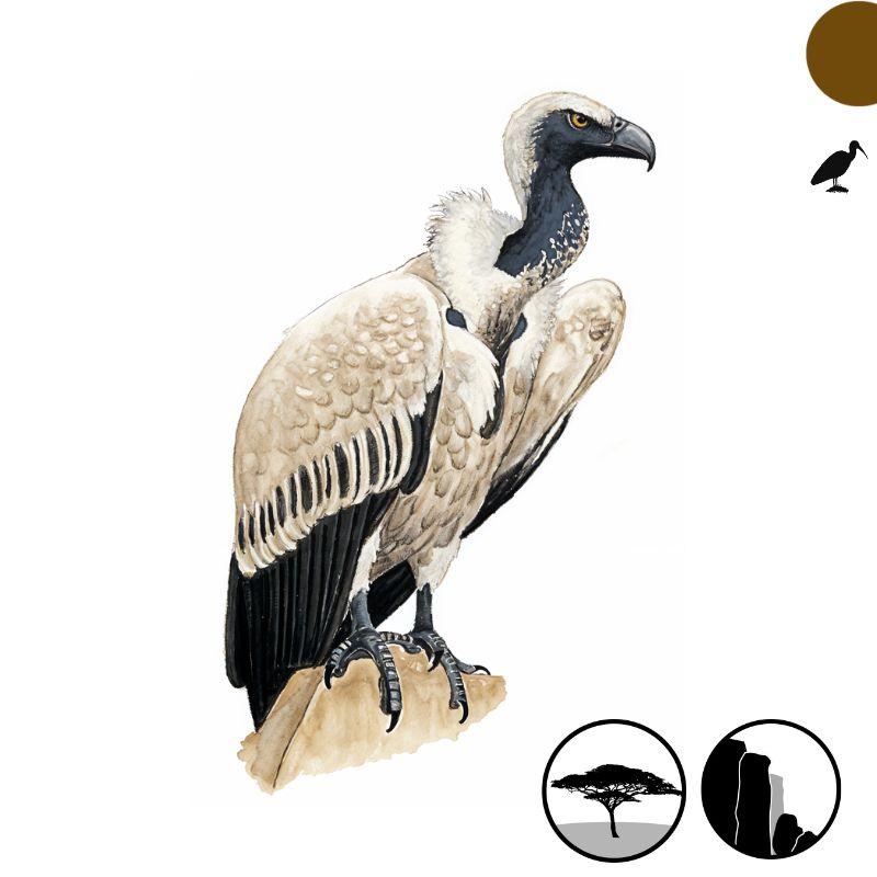 Newman's-Cape Vulture