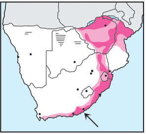 Newman's-African Hawk-Eagle-Distribution