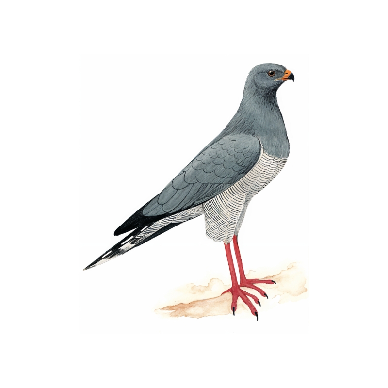 Newman's - Dark Chanting Goshawk
