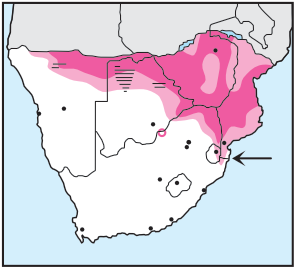 Newman's - Dark Chanting Goshawk-Distribution