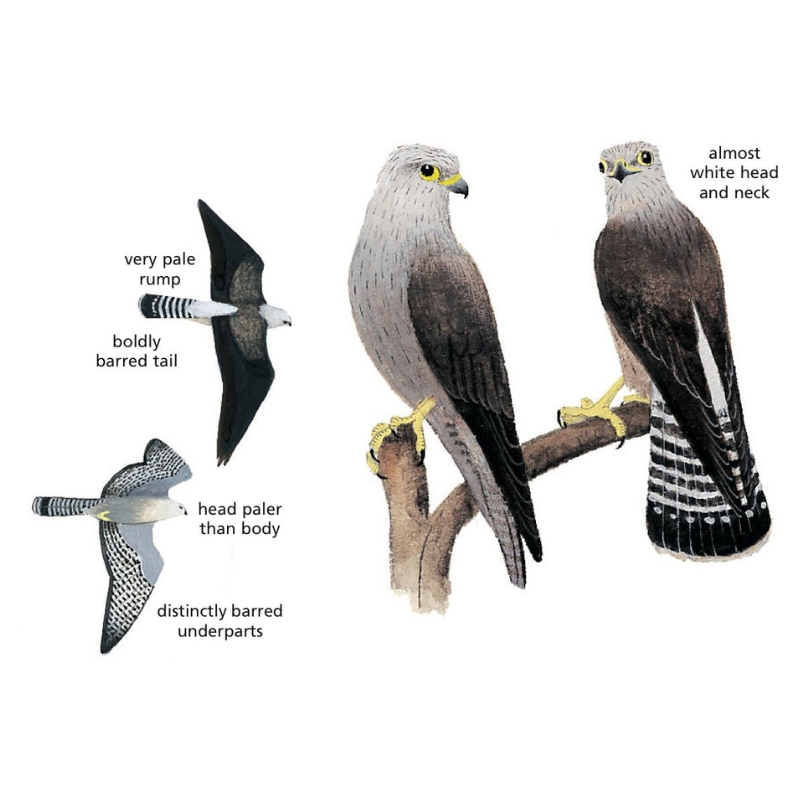 Newman's-Dickinson's Kestrel