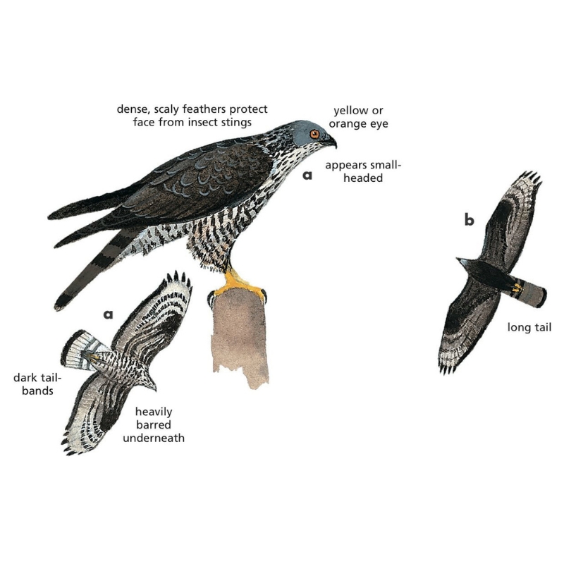 Newman's-European Honey-Buzzard