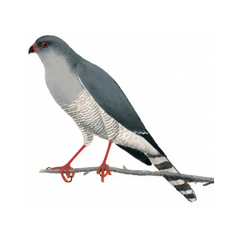 Newman's-Gabar Goshawk