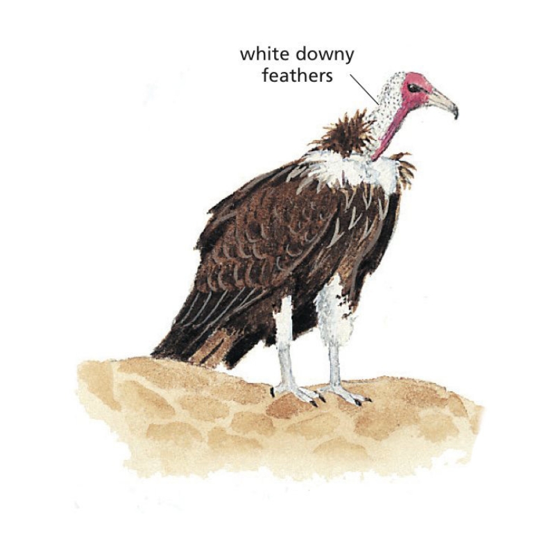 Newman's-Hooded Vulture