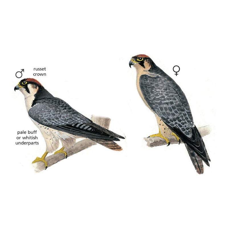 Newman's-Lanner Falcon