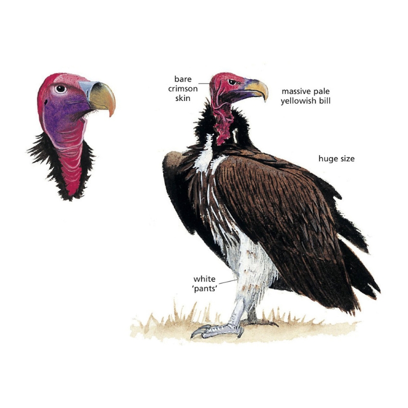 Newman's-Lappet-faced Vulture