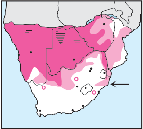 Newman's-Lappet-faced Vulture-Distribution