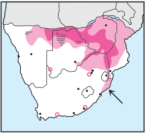 Newman's-Lesser Spotted Eagle-Distributiona