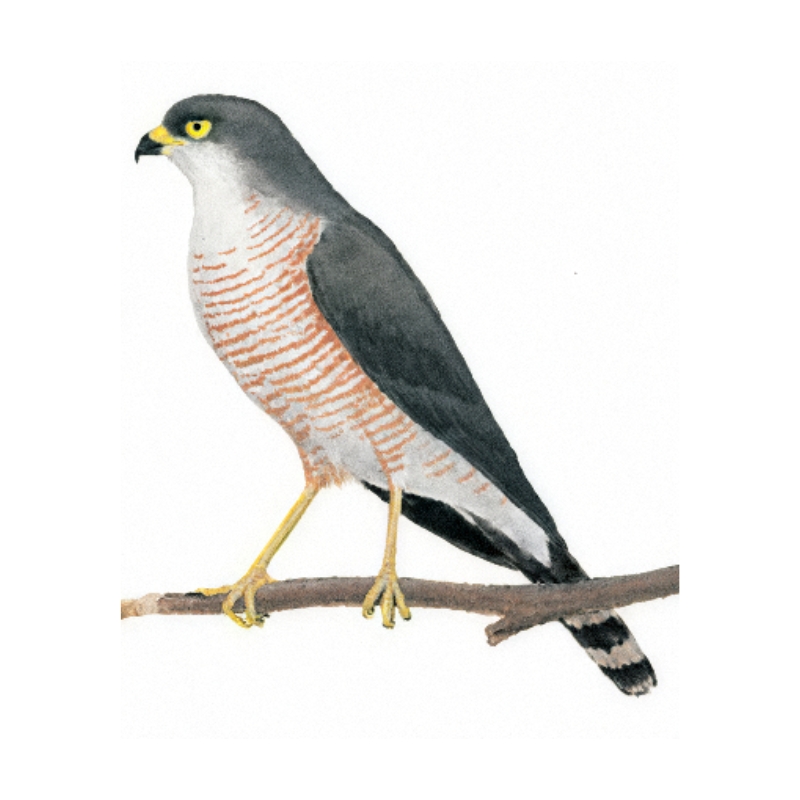 Newman's-Little Sparrowhawk