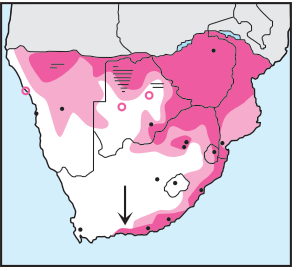Newman's-Little Sparrowhawk-Distribution