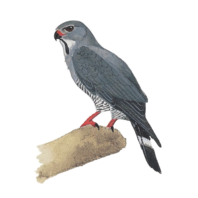 Newman's-Lizard Buzzard