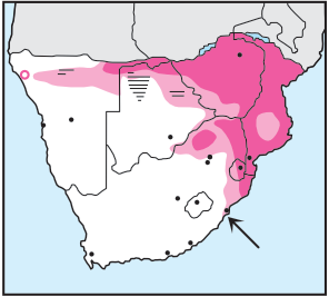 Newman's-Lizard Buzzard-Distribution