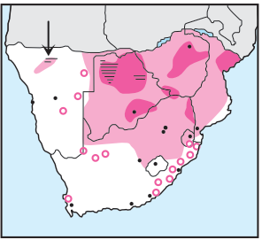 Newman's-Montagu's Harrier-Distribution