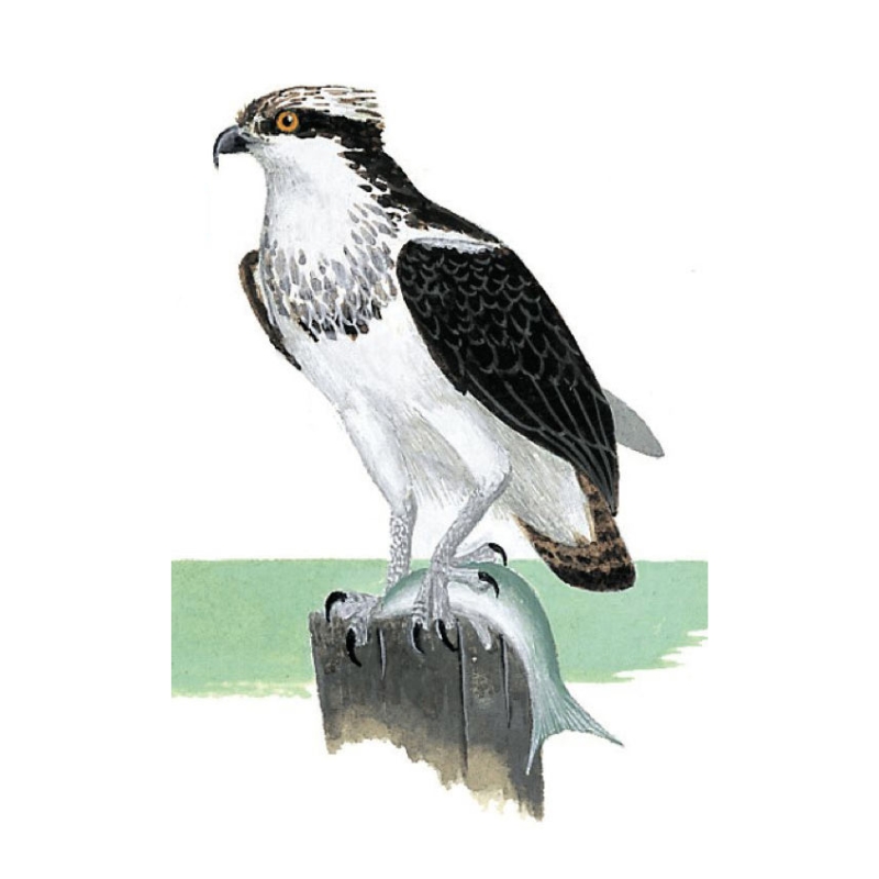 Newman's-Osprey