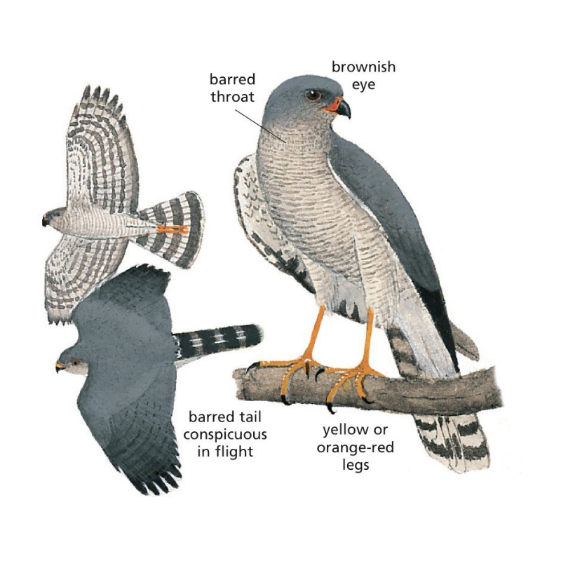 Newman's-Ovambo Sparrowhawk