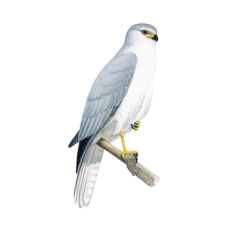 Newman's-Pallid Harrier