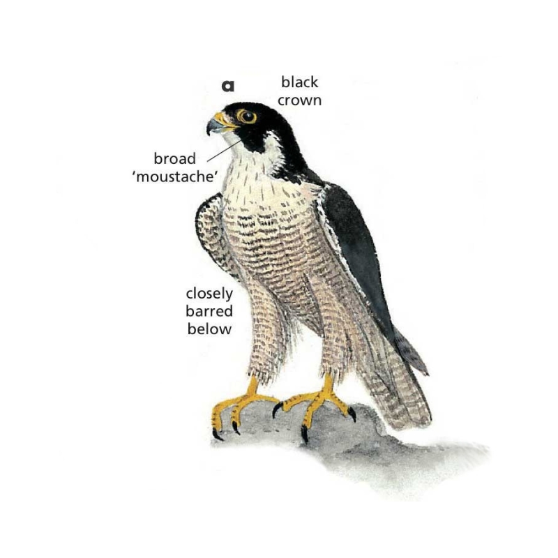 Newman's-Peregrine Falcon