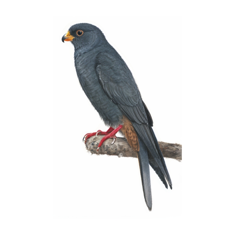 Newman's-Red-footed Falcon