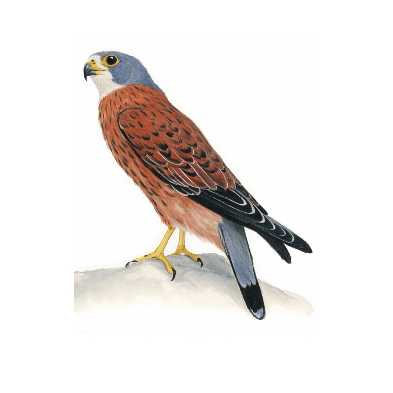 Newmans-Rock Kestrel