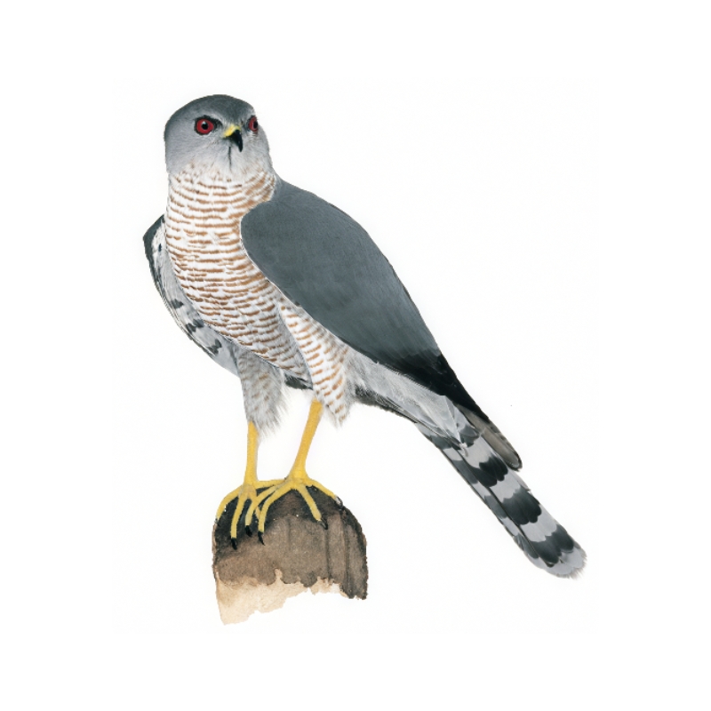 Newman's-Shikra (Little Banded Goshawk)