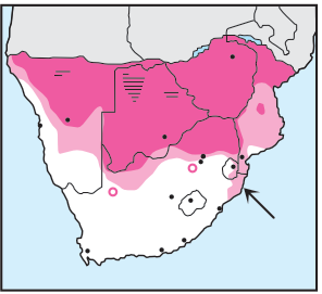 Newman's-Shikra (Little Banded Goshawk)-Distribution