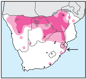 Newman's-Steppe Eagle-Distribution