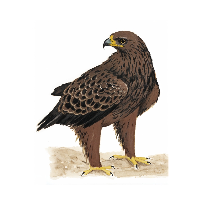 Newman's-Tawny Eagle