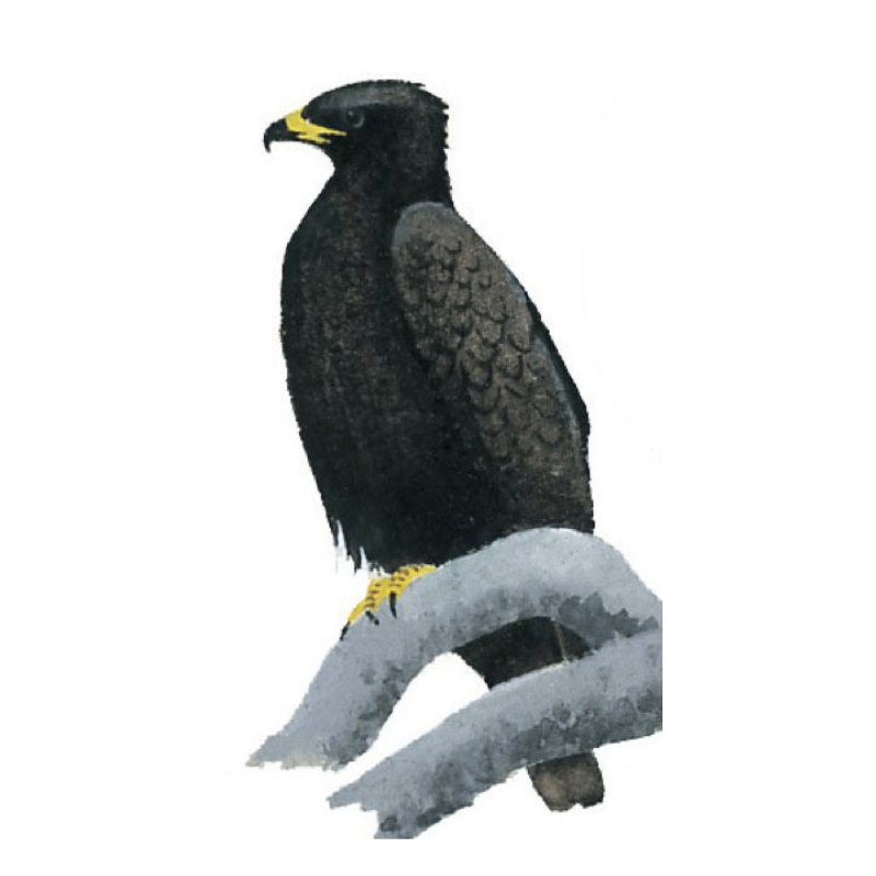 Newman's-Wahlberg's Eagle