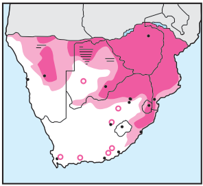 Newman's-Wahlberg's Eagle-Distribution