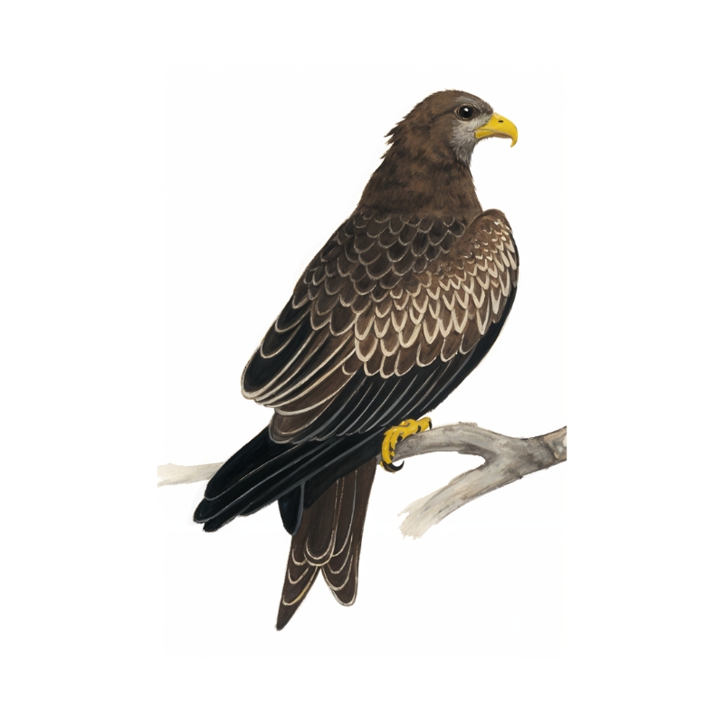 Newman's-Yellow-billed Kite