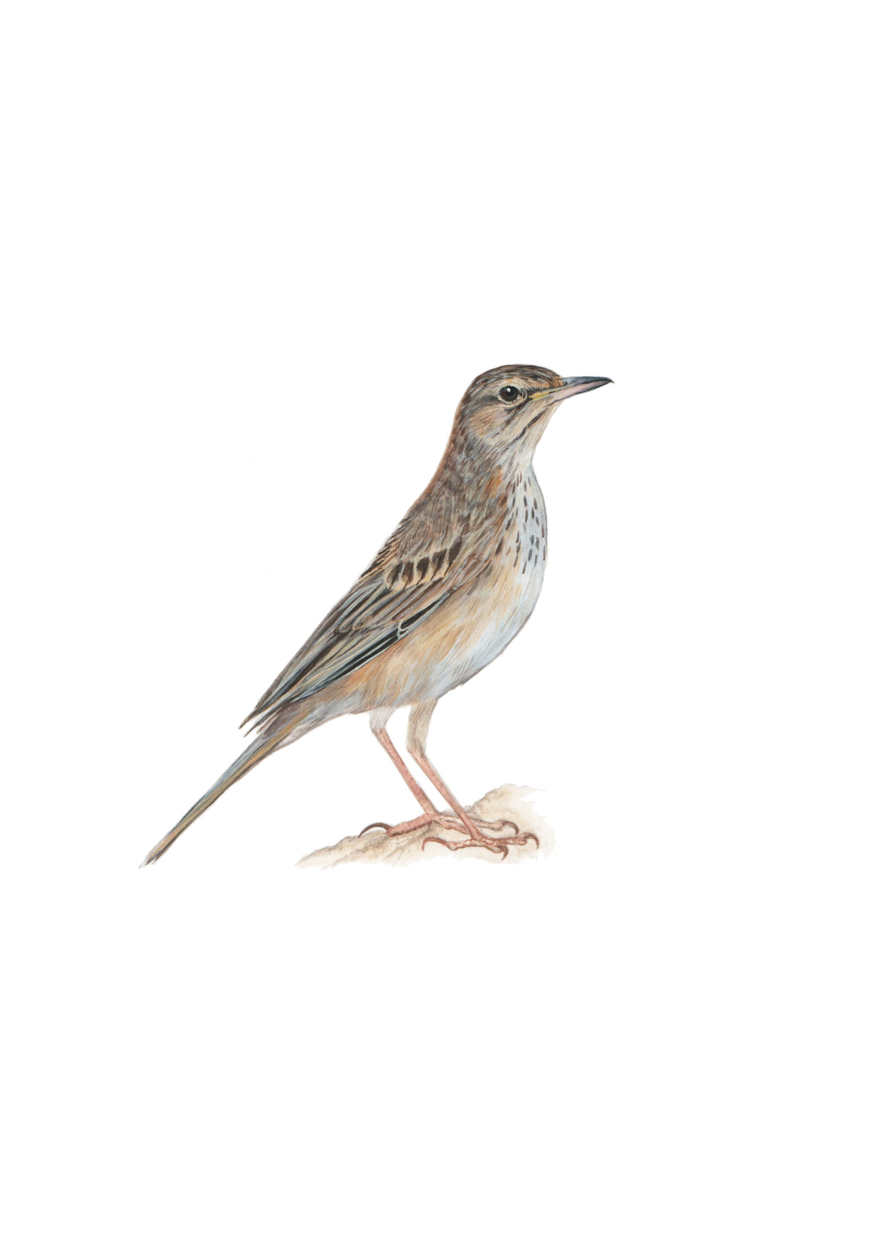 Nicholsons-Pipit-rock