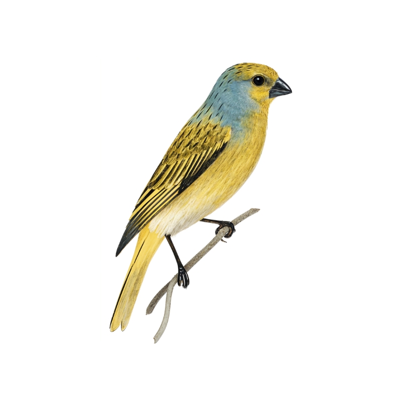Newman's Birds - Cape Canary