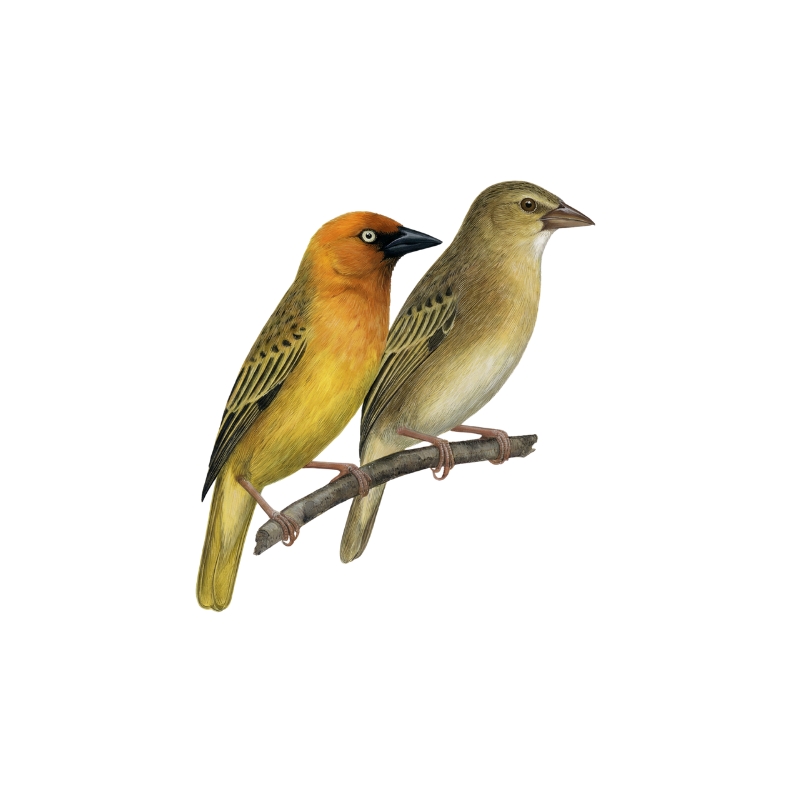 Newman's Birds - Cape Weaver