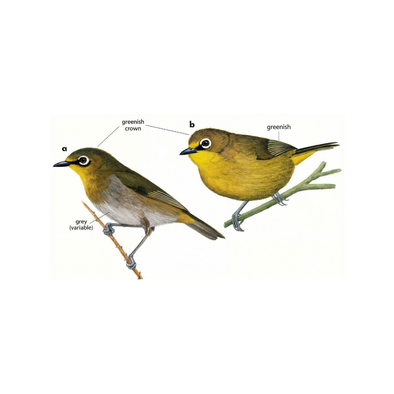 Newman's Birds - Cape White-Eye