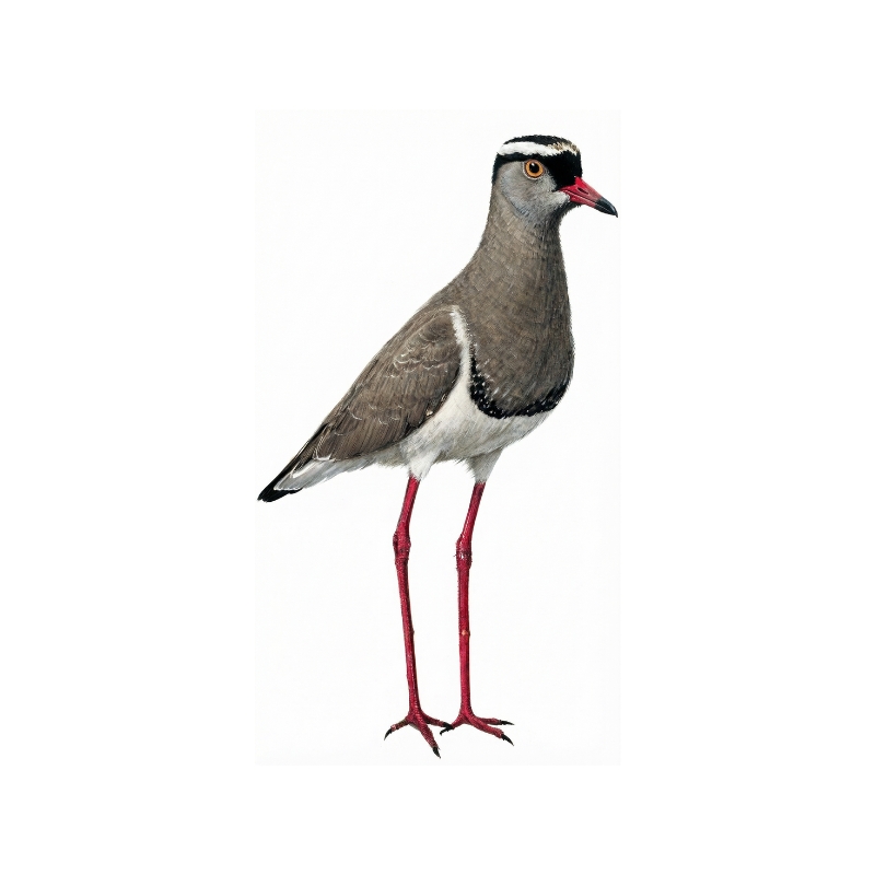 Newman's Birds - Crowned Lapwing