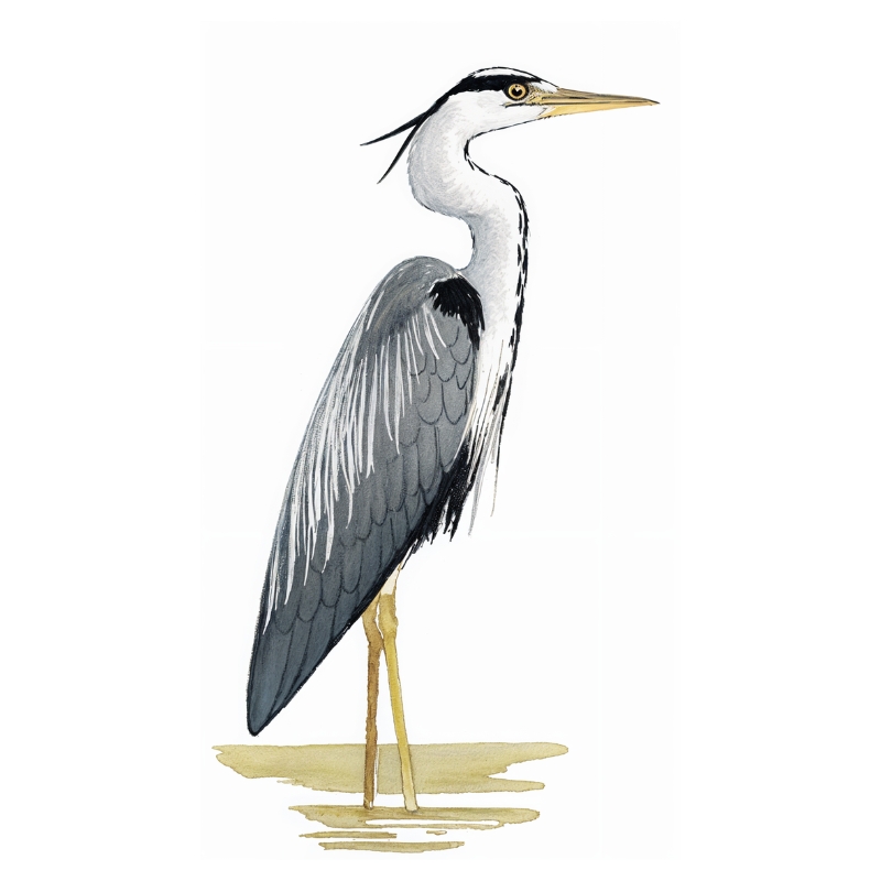 Newman's Birds - Grey Heron
