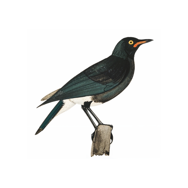 Newman's Birds - Pied Starling